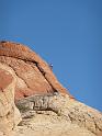 Climber at Calico 2